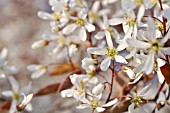 AMELANCHIER