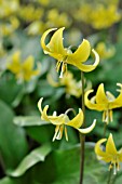 ERYTHRONIUM PAGODA