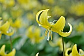 ERYTHRONIUM PAGODA