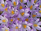 CROCUS TOMMASINIANUS, CROCUS