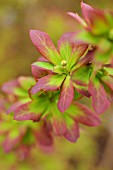 BERBERIS JAESCHKEANA