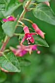 FUCHSIA LYCIOIDES