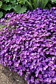 AUBRIETA X CULTORUM RED CARPET