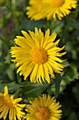 DORONICUM ORIENTALE GOLDZWERG