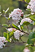 VIBURNUM CARLESII