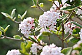 VIBURNUM CARLESII