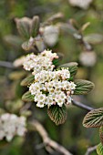 VIBURNUM GLOMERATUM