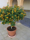 LANTANA CAMARA, ORIENTAL GARDEN, ERHOLUNGSPARK MARZAHN, GERMANY