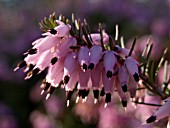 ERICA CARNEA, WINTER HEATHER