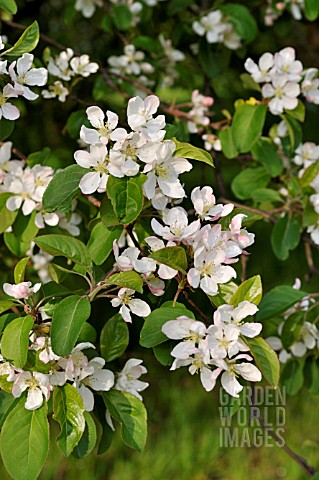 MALUS_BACCATA_VAR_MANDSHURICA