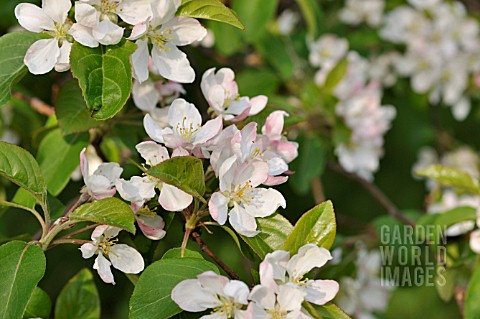 MALUS_BACCATA_VAR_MANDSHURICA