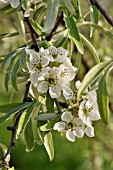 PYRUS SALICIFOLIA PENDULA