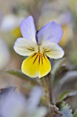 VIOLA TRICOLOR