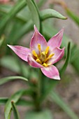 TULIPA AUCHERIANA