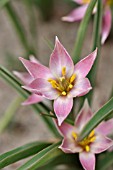 TULIPA AUCHERIANA