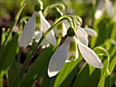 GALANTHUS ELWESII, GIANT SNOWDROP