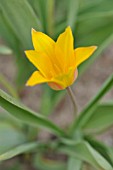 TULIPA FERGANICA