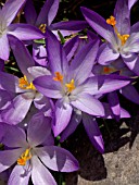 CROCUS TOMMASINIANUS, CROCUS