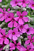 PHLOX SUBULATA BORANDERIE