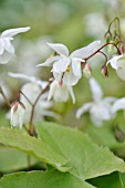 EPIMEDIUM X YOUNGIANUM NIVEUM