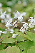 EPIMEDIUM X YOUNGIANUM NIVEUM