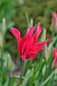 TULIPA MARIETTE,