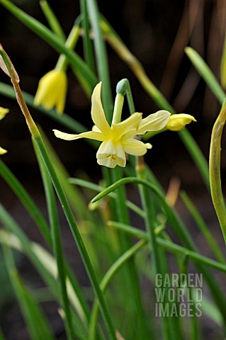 NARCISSUS_TRIANDRUS_HAWARA