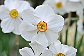 NARCISSUS POETICUS ACTAEA