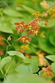 EPIMEDIUM X WARLEYENSE