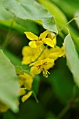 EPIMEDIUM X PERRALCHICUM LICHTENBERG