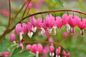 DICENTRA SPECTABILIS