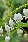 DICENTRA SPECTABILIS ALBA