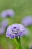 GLOBULARIA PUNCTATA