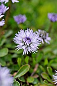 GLOBULARIA MERIDIONALIS