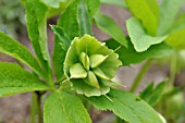 HELLEBORUS ORIENTALIS