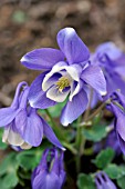 AQUILEGIA OTTONIS