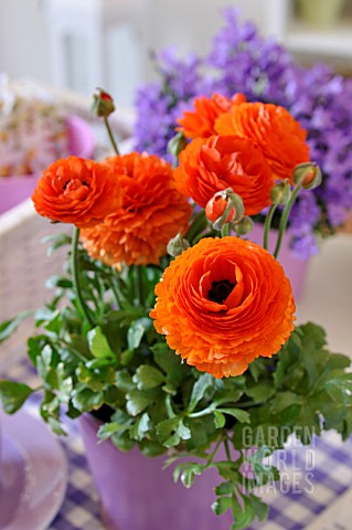 RANUNCULUS_ASIATICUS_GAMBIT_MIX