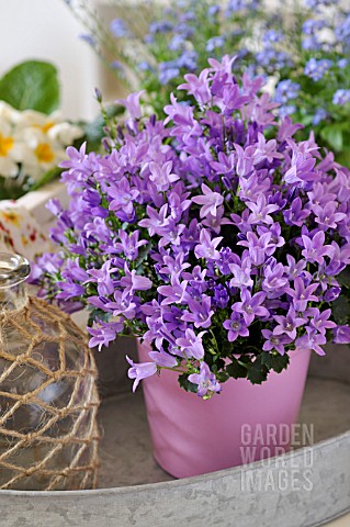CAMPANULA_PORTENSCHLAGIANA