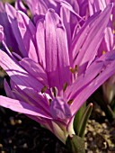 BULBOCODIUM VERNUM, SPRING MEADOW SAFFRON