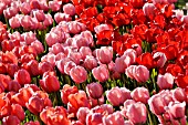 TULIPA SALMON IMPRESSION, TULIPA PINK IMPRESSION, TULIPA RED IMPRESSION