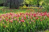 MEADOW WITH TULIPS