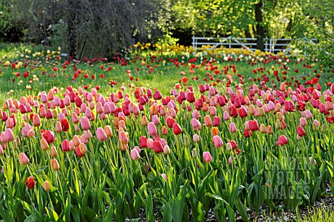 MEADOW_WITH_TULIPS