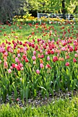 MEADOW WITH TULIPS