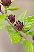 CALYCANTHUS FLORIDUS