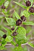 CALYCANTHUS FLORIDUS