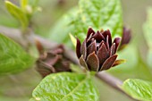 CALYCANTHUS FLORIDUS