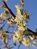 LONICERA X PURPUSII, HONEYSUCKLE