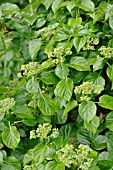 HYDRANGEA ANOMALA SUBSP. PETIOLARIS