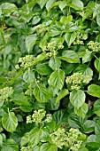 HYDRANGEA ANOMALA SUBSP. PETIOLARIS