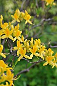 RHODODENDRON LUTEUM, AZALEA